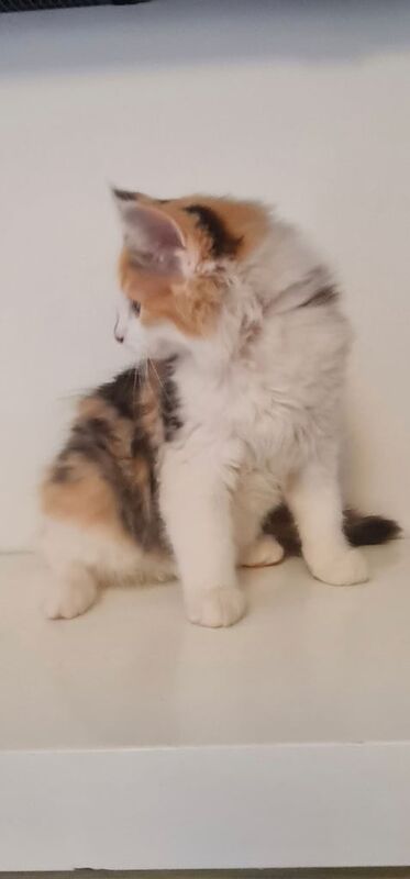 Adorable mix bread kittens for sale in Hackney, Greater London | Image 2