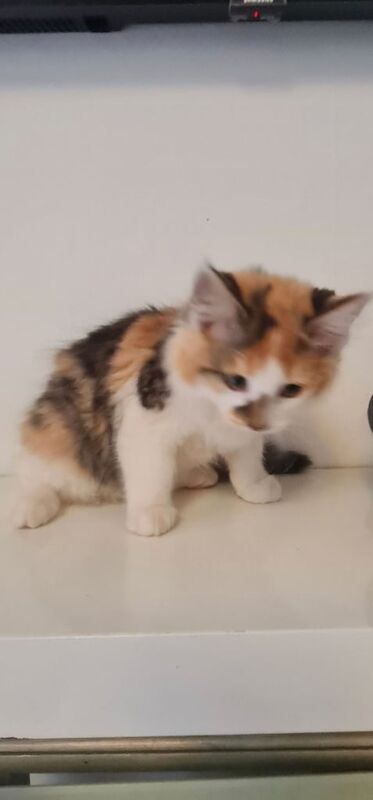 Adorable mix bread kittens for sale in Hackney, Greater London | Image 3