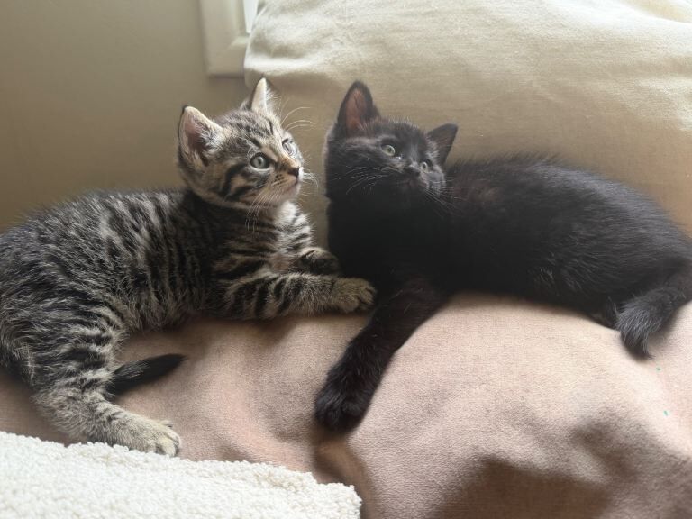 ALL KITTENS HOMED . Second litter pending