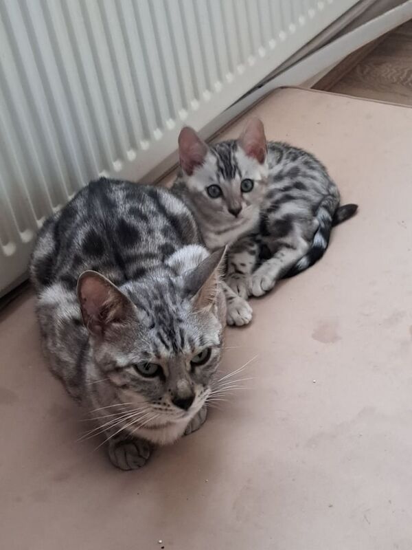 Amazing silver kitten for sale in Pontypridd, Mid Glamorgan