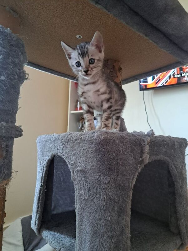 Amazing silver kitten for sale in Pontypridd, Mid Glamorgan | Image 2