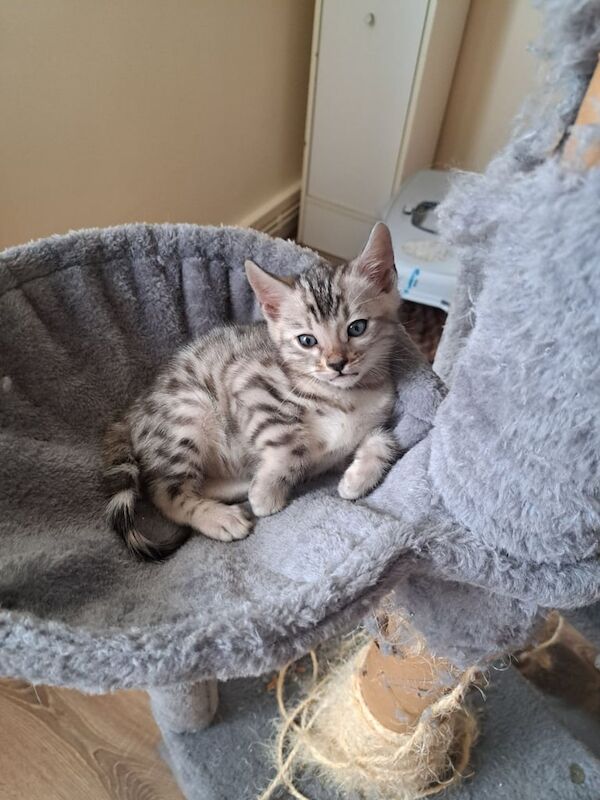 Amazing silver kitten for sale in Pontypridd, Mid Glamorgan | Image 3