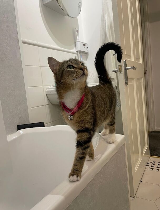 Bengal kittens for sale in Brotton, North Yorkshire – 3 years old - Image 2 of 3