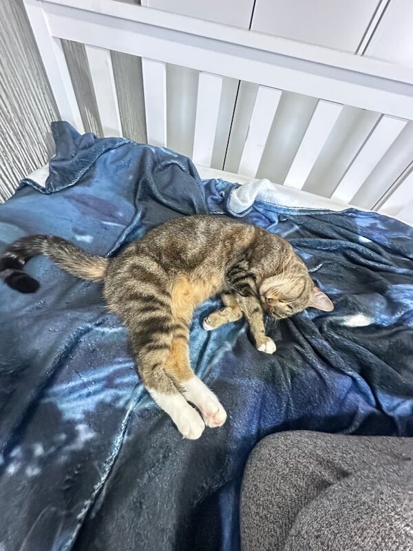 Bengal kittens for sale in Brotton, North Yorkshire – 3 years old - Image 3 of 3