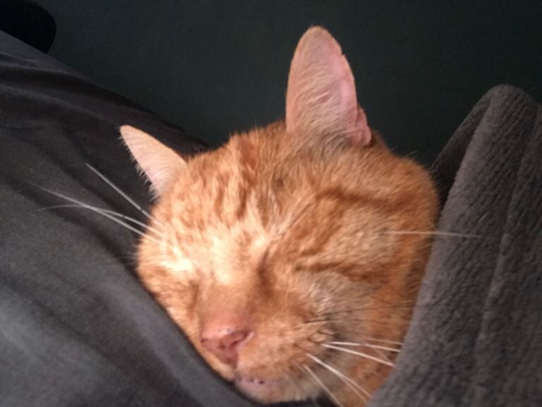 (AYR) Beautiful cat needing loads of love