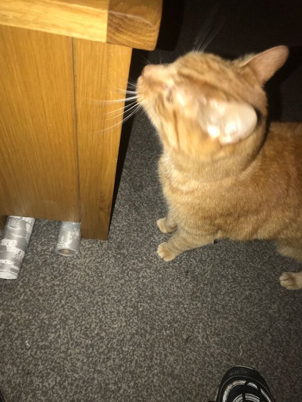 (AYR) Beautiful cat needing loads of love - Image 2 of 6