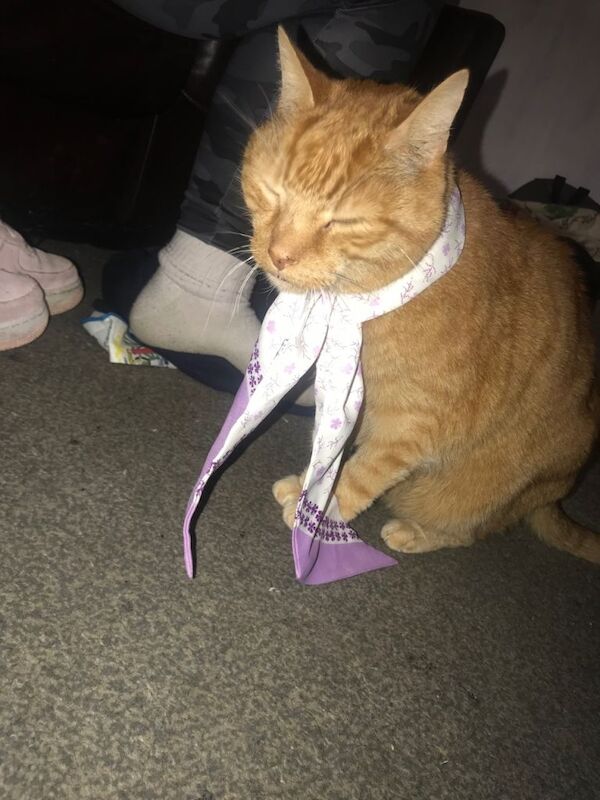 (AYR) Beautiful cat needing loads of love - Image 3 of 6