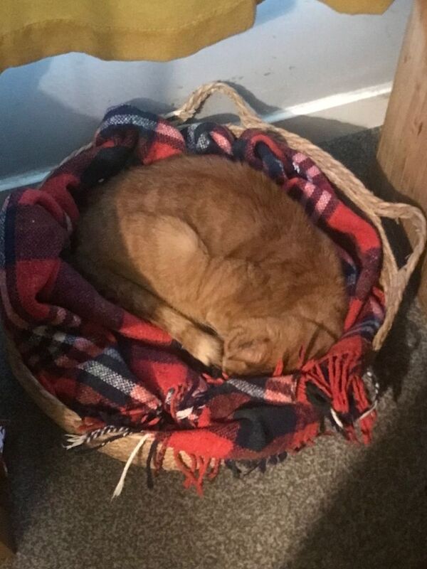 (AYR) Beautiful cat needing loads of love - Image 4 of 6