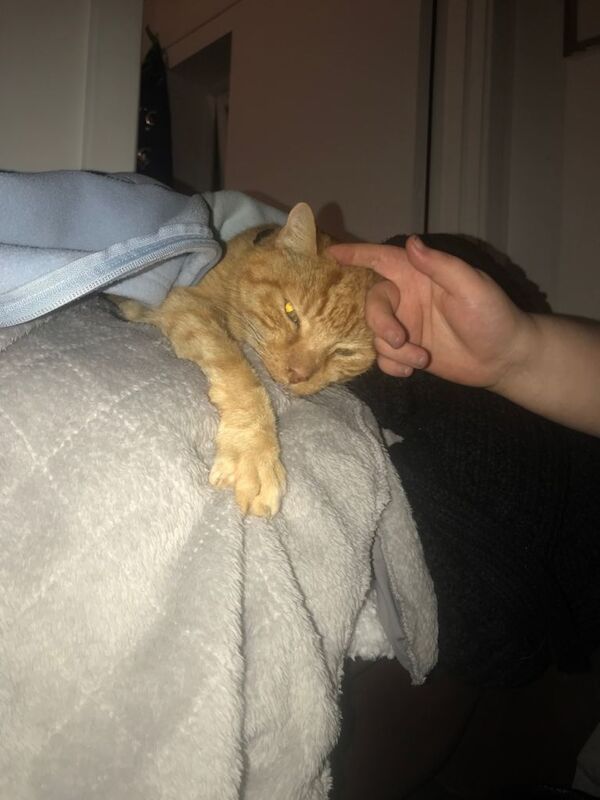 (AYR) Beautiful cat needing loads of love - Image 5 of 6