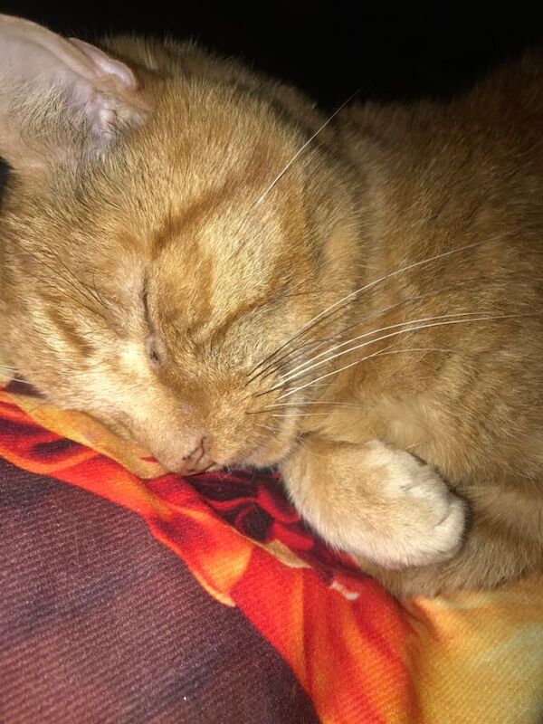 (AYR) Beautiful cat needing loads of love - Image 6 of 6