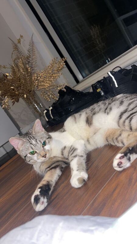 Bengal kittens for sale in Prestwich, Greater Manchester – 3 years old