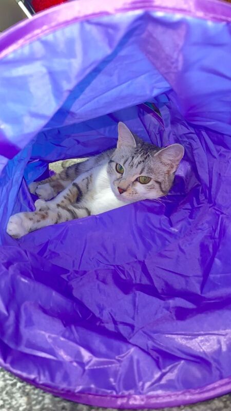 Bengal kittens for sale in Prestwich, Greater Manchester – 3 years old - Image 2 of 3