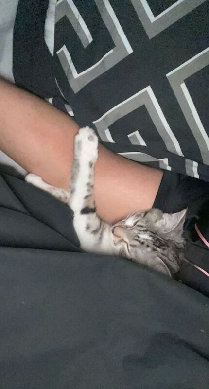 Bengal kittens for sale in Prestwich, Greater Manchester – 3 years old - Image 3 of 3