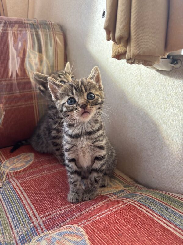 Bengal kittens for sale in Derby, Derbyshire – 8 weeks old