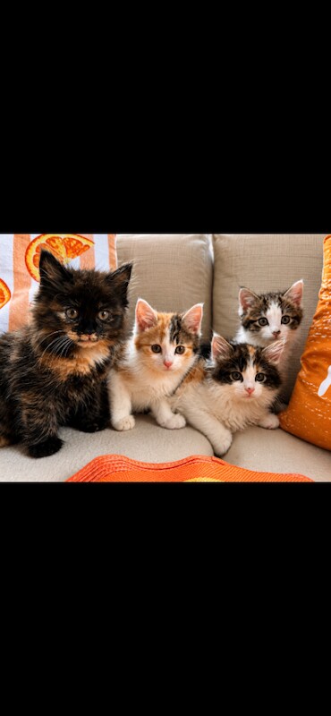 Bengal Kittens For Sale