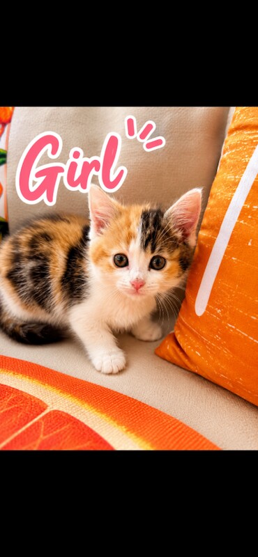 Beautiful 3/4 bengal kittens - Image 2 of 4