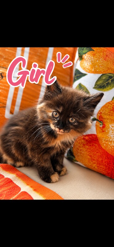 Beautiful 3/4 bengal kittens - Image 3 of 4