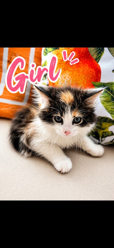 Beautiful 3/4 bengal kittens - Image 4 of 4