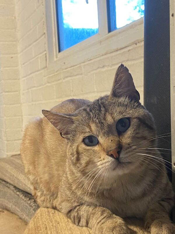Beautiful 4-Year-Old Male Bengal Cat – Fully Vaccinated
