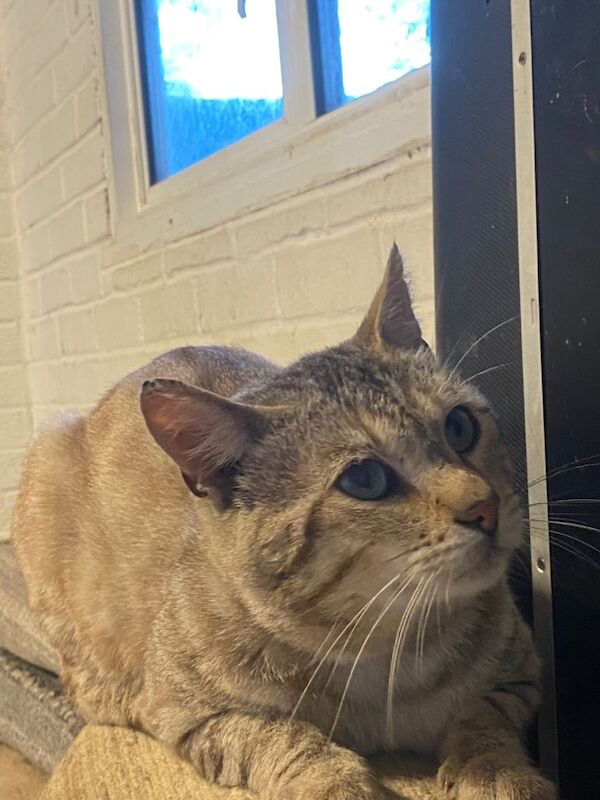 Beautiful 4-Year-Old Male Bengal Cat – Fully Vaccinated - Image 2 of 5