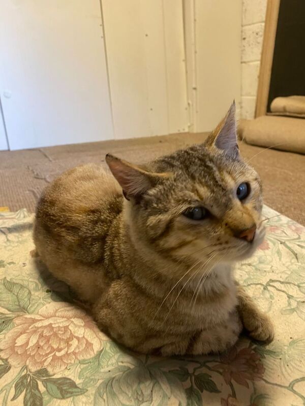 Beautiful 4-Year-Old Male Bengal Cat – Fully Vaccinated - Image 3 of 5