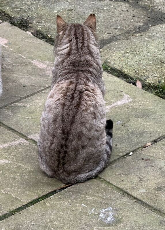 Beautiful 4-Year-Old Male Bengal Cat – Fully Vaccinated - Image 4 of 5