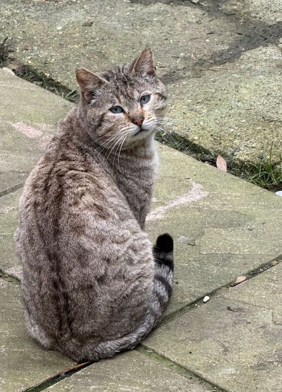 Beautiful 4-Year-Old Male Bengal Cat – Fully Vaccinated - Image 5 of 5