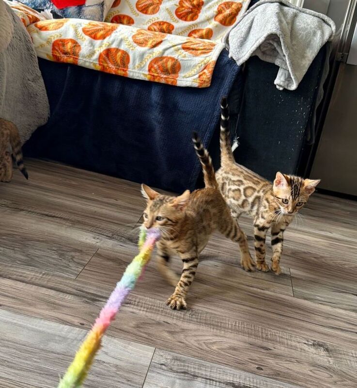 Beautiful 5 Generation Pedigree Bengal Kittens in London