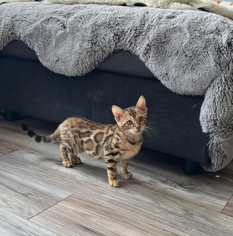 Beautiful 5 Generation Pedigree Bengal Kittens in London - Image 2 of 4