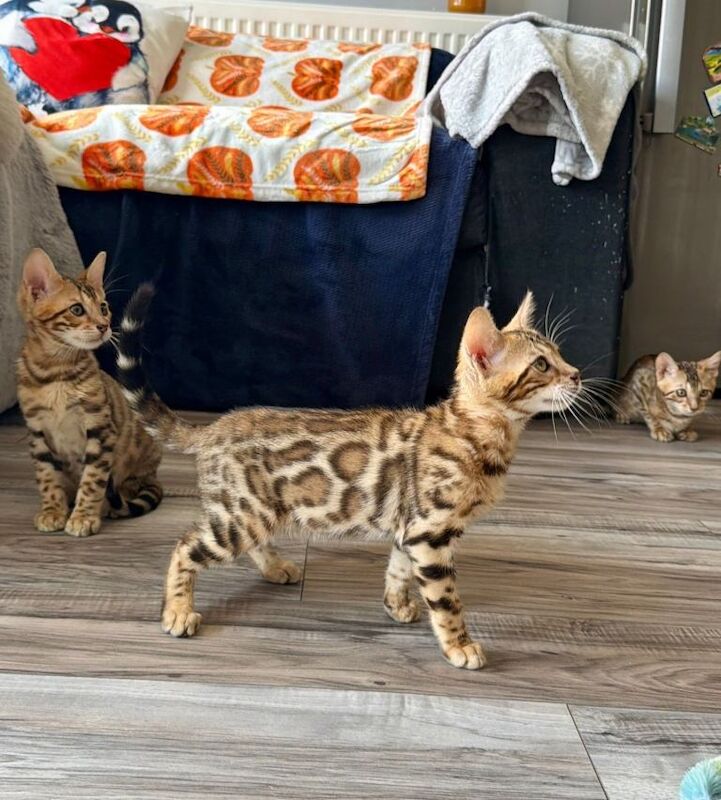 Beautiful 5 Generation Pedigree Bengal Kittens in London - Image 3 of 4
