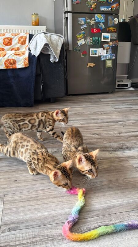 Beautiful 5 Generation Pedigree Bengal Kittens in London - Image 4 of 4