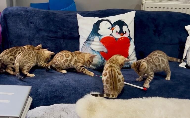 Bengal Kittens For Sale