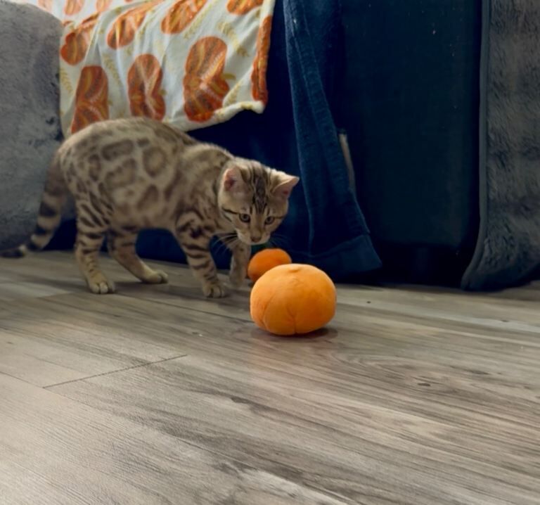 Bengal kittens for sale in Stanmore, Greater London – 4 months old - Image 2 of 6