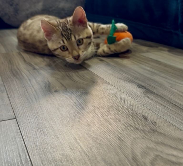 Bengal kittens for sale in Stanmore, Greater London – 4 months old - Image 3 of 6