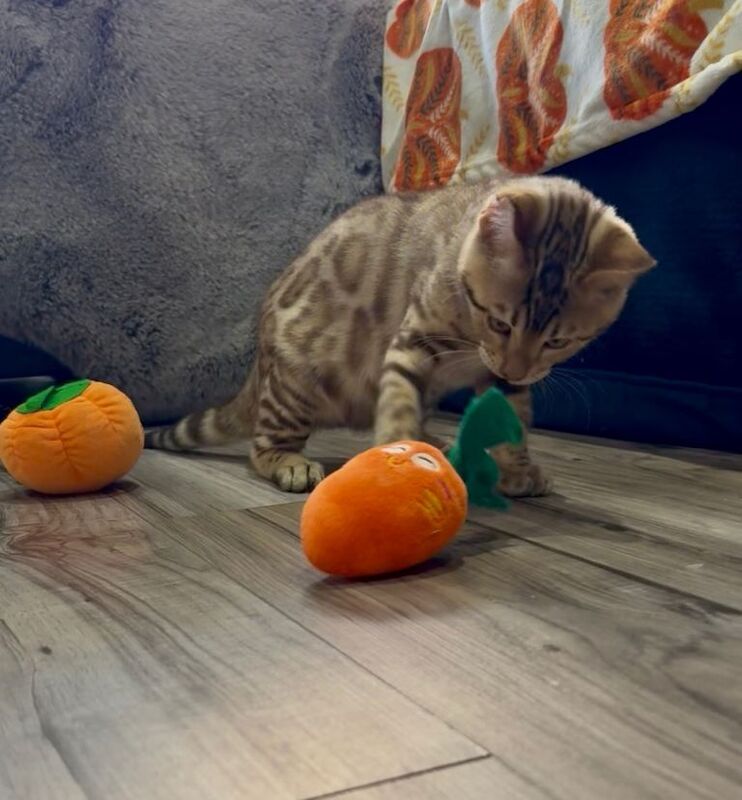 Bengal kittens for sale in Stanmore, Greater London – 4 months old - Image 4 of 6