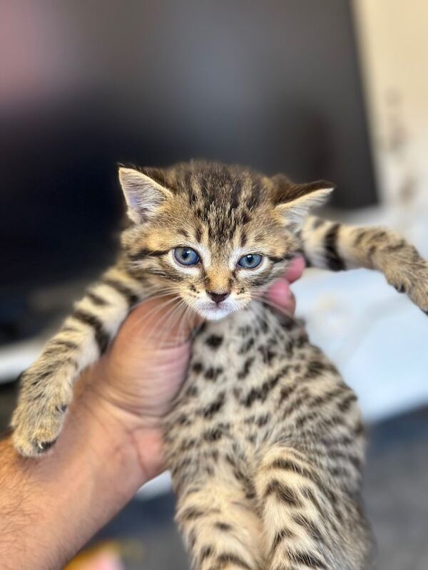 Bengal Kittens For Sale