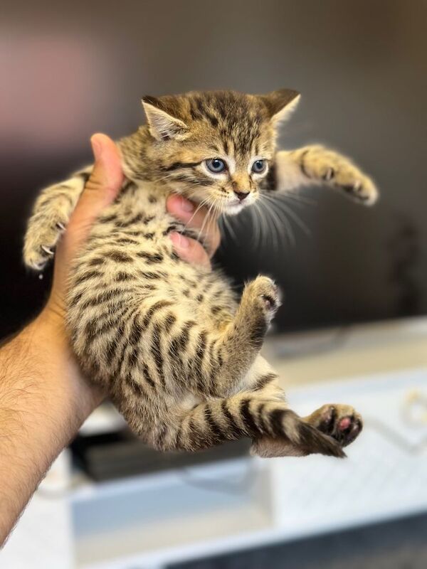 Beautiful 5️⃣–6️⃣Week-Old Bengal Kitten - Image 2 of 4