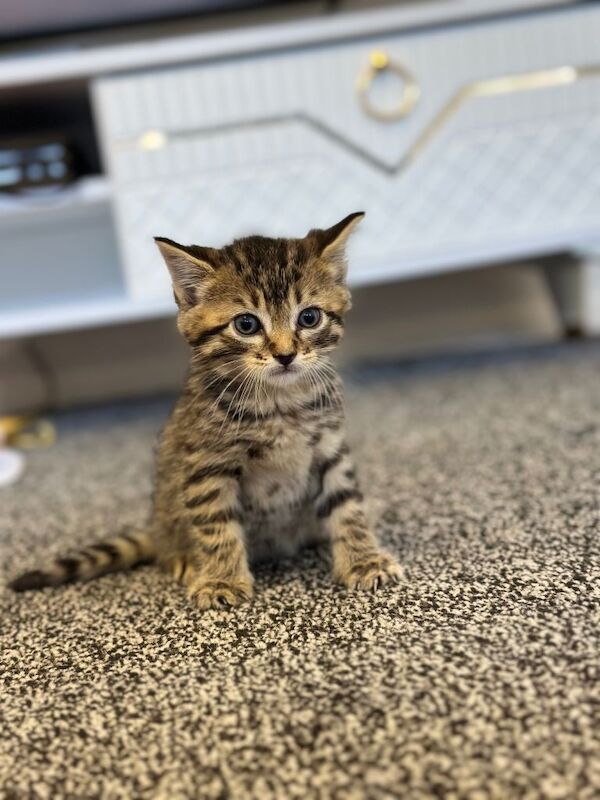 Beautiful 5️⃣–6️⃣Week-Old Bengal Kitten - Image 3 of 4