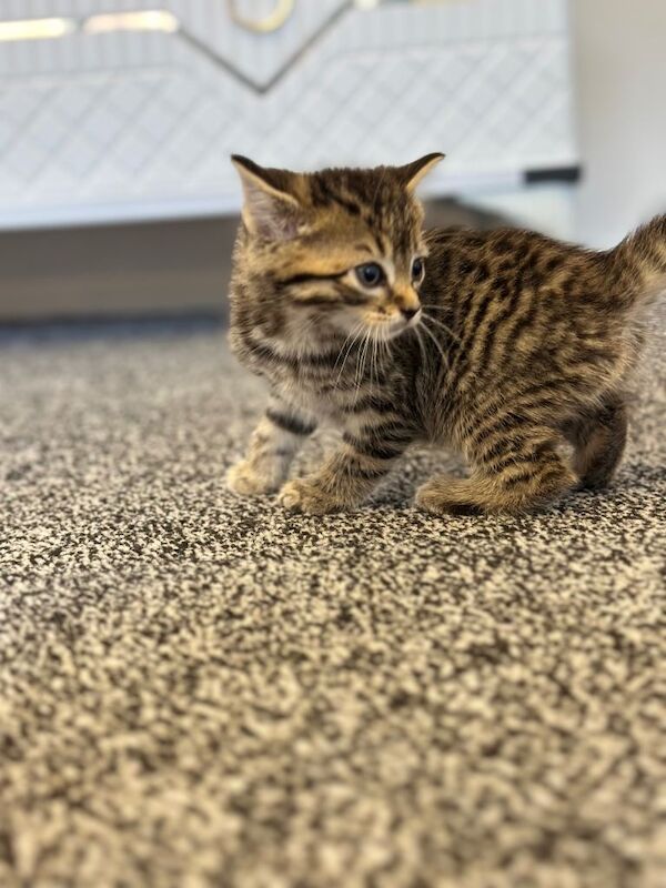 Beautiful 5️⃣–6️⃣Week-Old Bengal Kitten - Image 4 of 4