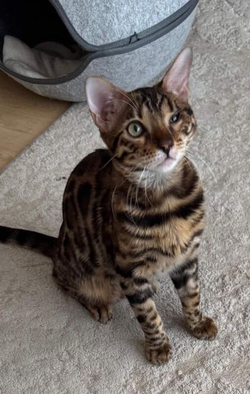 Beautiful 6-Month-Old Bengal Boy Looking for His Forever Home