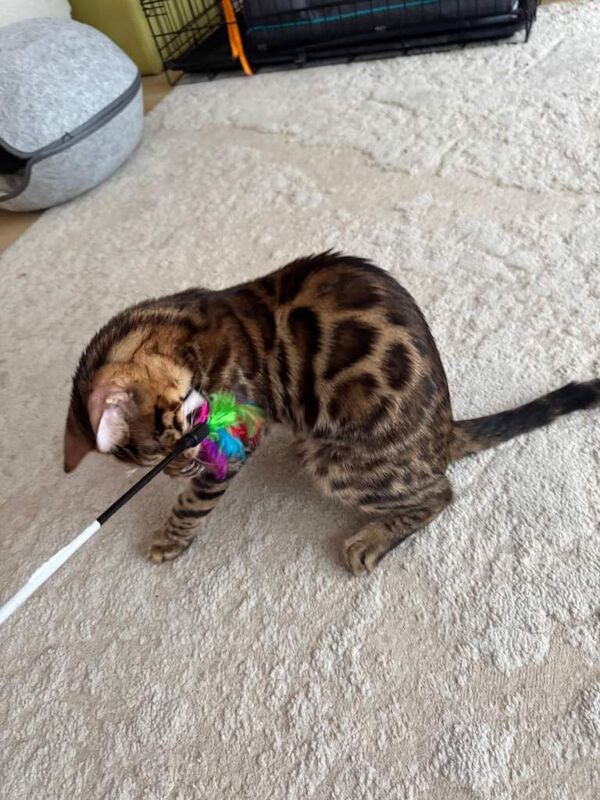 Beautiful 6-Month-Old Bengal Boy Looking for His Forever Home - Image 2 of 6