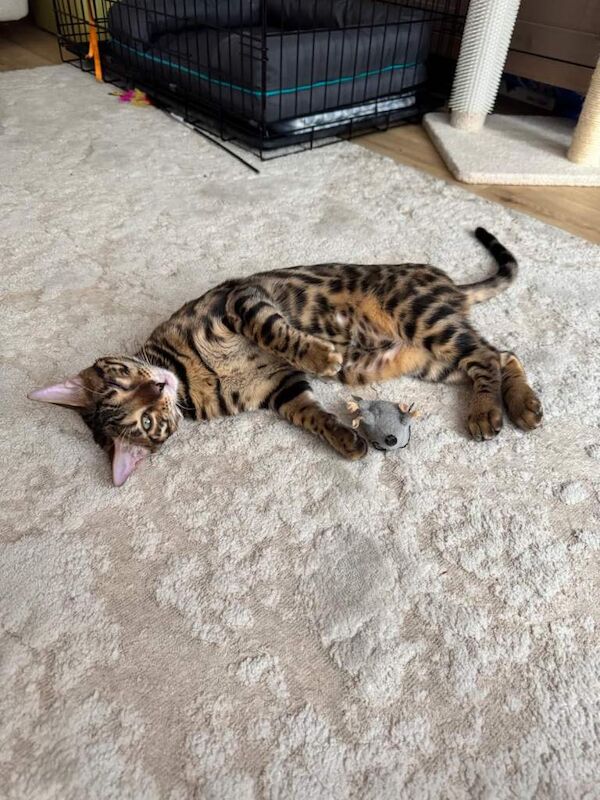 Beautiful 6-Month-Old Bengal Boy Looking for His Forever Home - Image 3 of 6