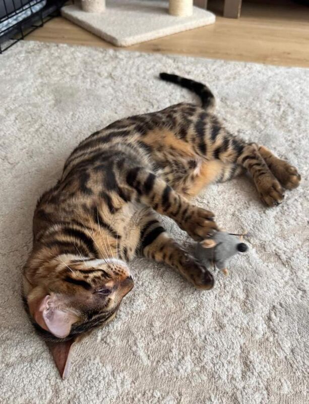 Beautiful 6-Month-Old Bengal Boy Looking for His Forever Home - Image 4 of 6