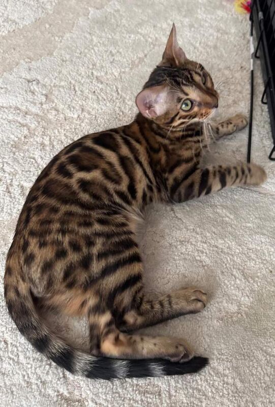 Beautiful 6-Month-Old Bengal Boy Looking for His Forever Home - Image 5 of 6