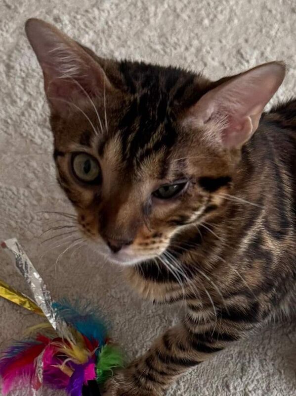 Beautiful 6-Month-Old Bengal Boy Looking for His Forever Home - Image 6 of 6
