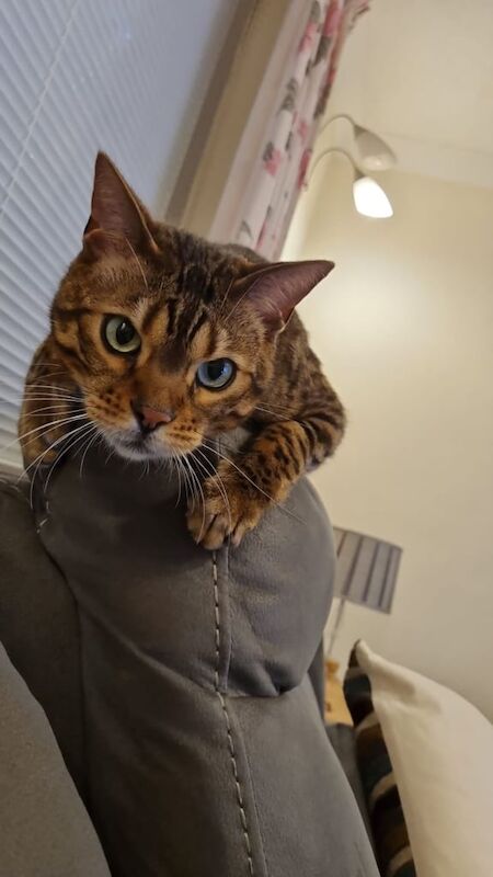 Bengal kittens for sale in Ripley, Derbyshire – 7 years old