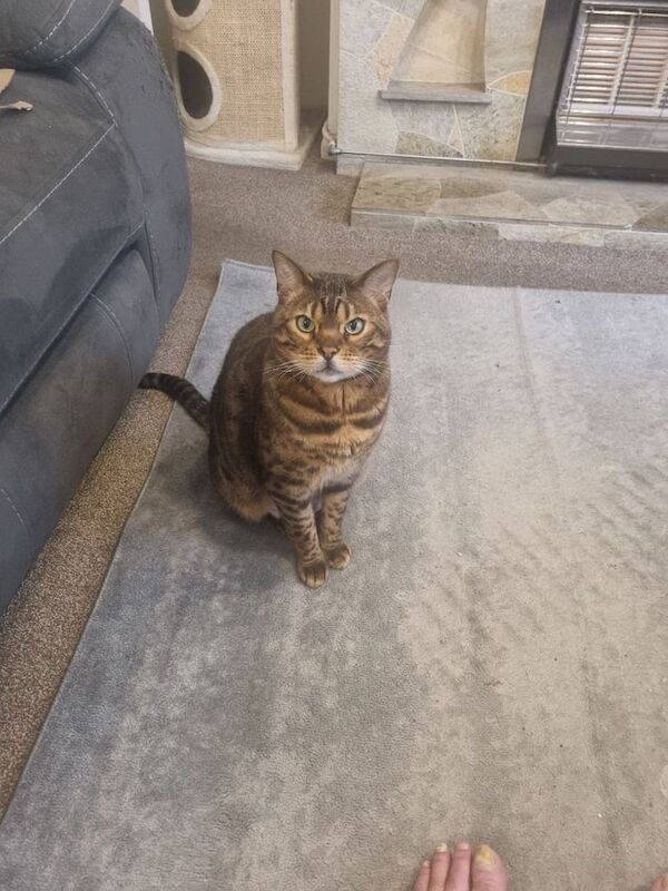 Bengal kittens for sale in Ripley, Derbyshire – 7 years old - Image 2 of 3