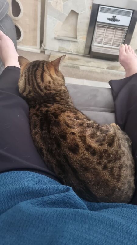 Bengal kittens for sale in Ripley, Derbyshire – 7 years old - Image 3 of 3