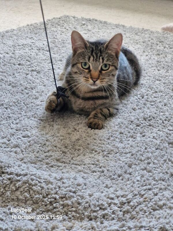 Bengal kittens for sale in Port Glasgow, Renfrewshire – 9 months old - Image 2 of 3