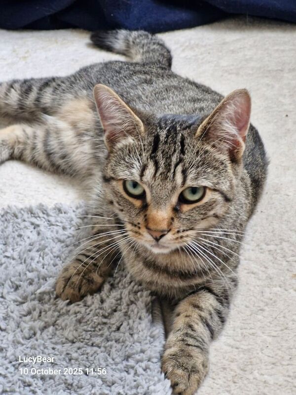 Bengal kittens for sale in Port Glasgow, Renfrewshire – 9 months old - Image 3 of 3